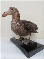 藏品(南方巨鸌)的圖片